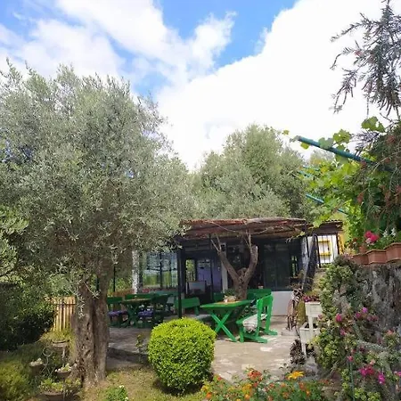 Olive Trees